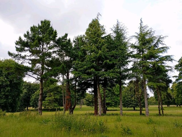 Dewstow Estate Caldicot, Highmoor Hill and Slade Wood 