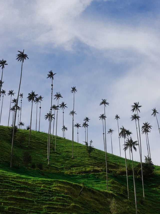 世界一高いヤシの木が立ち並ぶ絶景、ココラ渓谷🌴