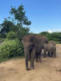 🇱🇰 Udawalawe – Where the Wild Still Roams
