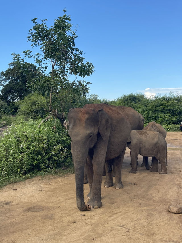 🇱🇰 Udawalawe – Where the Wild Still Roams 🇱🇰 Udawalawe – Where the Wild Still Roams