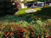 Where Dreams Bloom: Dubai Miracle Garden 🇦🇪