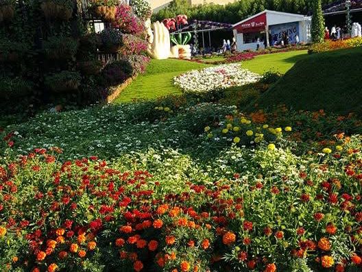 Where Dreams Bloom: Dubai Miracle Garden 🇦🇪