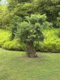 💮 🌿✨ Gardens by the Bay -Daytime