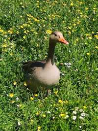 Nature Walk Charm🍃