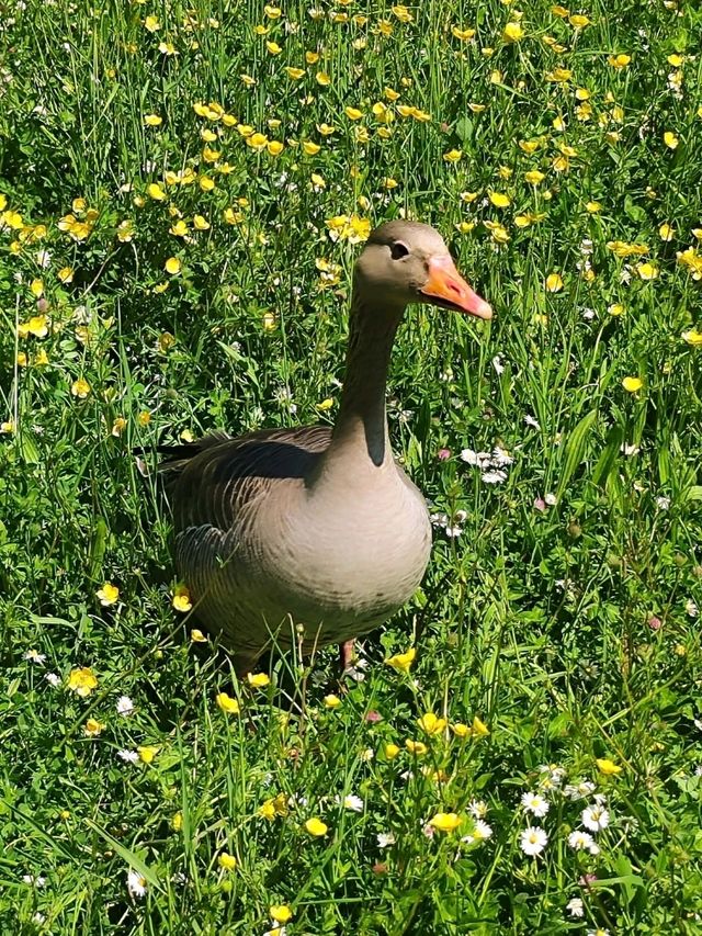 Nature Walk Charm🍃 Nature Walk Charm🍃