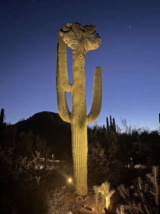 走進沙漠植物園的冬季仙境！