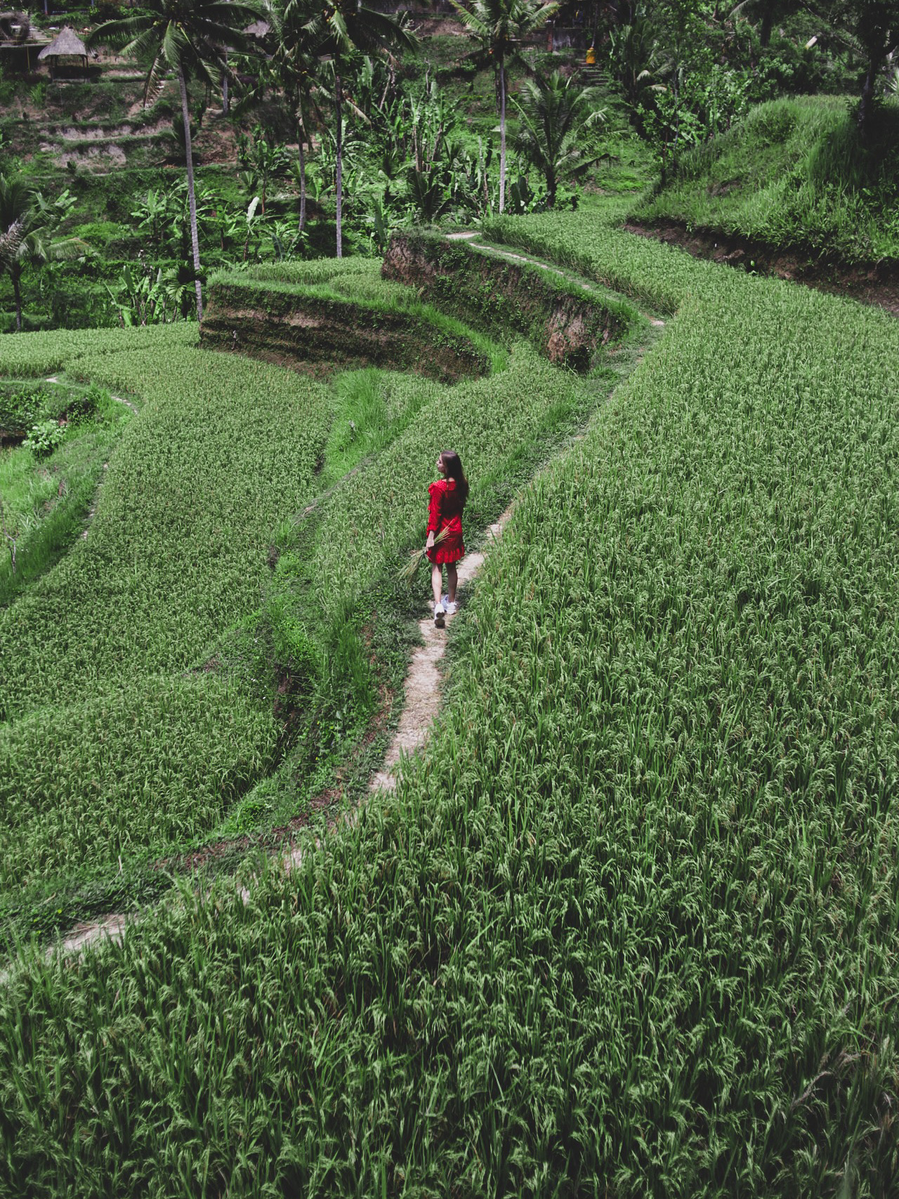 What to see, where to stay, where to swim

Districts:
1. Jimbaran, Bukit, Uluwatu, Nusa Dua
2. Ubud
3. Amed
4. Lovina
5. Canggu, Seminyak

Beaches:
We've been to two oceans and traveled all over the island. It has it all: white beaches, yellow beaches, black beaches, hot oceans, cold oceans, turquoise water, waves, smooth waters.

So, a big overview of Bali's beaches:
· prices in local rupees
· districts in brackets
🏊🏼♂️- for swimming
🏄🏼♀️- for surfing
🌅- for sunsets

Indian Ocean:
· Jimbaran - yellow sand, small waves, free (Jimbaran village), for swimming 🏊🏼♂️
· Tegal Wangi - for sunsets, cliffs, only locals, free (Jimbaran) - not for swimming🌅
· Padang Padang - 15,000/person, lots of people, turquoise water, but corals, a beautiful entrance through the cliffs, the most popular in Uluwatu, luxury hotels nearby, expensive cafes, European party scene (Uluwatu) - and swimming near the shore and surfing to the corals 🏄🏼♀️🏊🏼♂️
· Suluban - 5,000/bike, there are parties at sunset, bars, surfing, boards for rent, music, monkeys racing across the rooftops, you can swim (no waves near the shore) and climb the rocks to the neighboring beaches (Uluwatu) 🏊🏼♂️🏄🏼♀️🌅
· Nyang Nyang, Nunggalan - waves, long coastline, there's a section of a ship for photos, but it's a long walk down, we didn't go, free 🏄🏼♀️ (Uluwatu)
· Karma - wonderful beach, turquoise water, white sand, no waves, free, but 350 steps to go down and then up (Ungasan) 🏊🏼♂️
· Melasti - our favorite beach, white sand, turquoise water, sun loungers for rent, paragliding, no waves, scenic road on the way down - 10,000/person + 2,000/bike (Ungasan) 🏊🏼♂️
· Pandawa - 15,000/person, very similar to Melasti. You can take a kayak and sail away to watch the sunset, but there are more corals here - not very convenient for swimming 🏊🏼♂️🌅 (Kutukh district)
· Geger - 3,000/person, white sand, no waves, turquoise water, but there are corals and seaweed at low tide. From here you can go to Nusa Dua 🏊🏼♂️ (Nusa Dua)
· Nusa Dua - considered the most luxurious. There are two Nusa Dua beaches: one near Geger, from where you can access it for free, it's the same. The second is higher up, on the mini peninsula of Nusa Pudut - statues, clean beaches, sun loungers, costs 2,000 rubles per bike (Nusa Dua) ​​🏊🏼♂️
· Tanjung - only a hotel beach, but they let us in for free (Nusa Pudut Peninsula) 🏊🏼♂️
· Black Beach - free, really black! (Ubud) 🏊🏼♂️🏄🏼♀️🌅

Pacific Ocean:
· Dolphin - free, dirty, snorkeling
· Lovina - free, dolphin watching and snorkeling 🐬

Bali Waterfalls:
All can be reached from Ubud; We did the same for the waterfalls in the central part, and went to the northern ones from Lovina because it was closer to us.
· Tegunungan - powerful, but the water is yellow, we didn't go, but it usually opens the route.
· Tukad Petanu waterfall - free, small, and only for locals.
· Kanto Lampo - 20,000 rupees (100 rubles) per person. You can walk there, there are rocks, crevices, and a large waterfall.
· Gia rang reng - about 15,000 per person. There are two waterfalls, but you can visit one (small, quite flat, and wide). The second one requires a guide and costs money. We didn't go, they asked for a lot and didn't haggle.
· Tukad Cepung - very cool, I don't remember how much it costs, but everything ranges from 10,000-20,000 rupees (up to 100 rubles). There are gorges there, rivers, rocks, and huge stones everywhere. A very powerful waterfall inside a cliff, but you have to get there when the sun is at its zenith to get great photos.
· Aling Aling is the northern waterfall. We got there for free: we drove about 100 meters from the paid parking lot to the waterfall and the ticket office, parked our bike there, but carefully, so as not to get a flat tire, and there's a free road leading to the waterfall. You can jump from 5, 10, and 15 meters into the water, but you have to pay separately (about 800 rubles).
· Sekumpul. This is the highest waterfall in Bali; entrance to the observation deck is 20,000 Bali coins per person. But there are such mountains there!
There's also a second waterfall, and all of this is in the jungle among the mountains—the view is magnificent!
· Nung Nung is a 50-meter waterfall where you can swim in the pool below. Very beautiful
· Leke Leke - a 30-meter waterfall right in the jungle in a narrow crevice, very beautiful.

Temples of Bali:
From Ubud:
1. Pura Besakih
2. Pura Taman Yun
3. Gunung Kawi (tombs)
4. Pura Ulun Danu Bratan
5. Tirta Empul
6. Goa Gajah Cave (Elephant Cave)
From Amed:
7. Pura Lempuyang
8. Pura Goa Lawah
From Bukit:
9. Tanah Lot - which is in the ocean and can only be accessed at low tide
10. Pura Luhur Uluwatu

Transportation:
Rent a motorbike
Gojek taxi: both cars and motorbikes

1. Bukit. Jimbaran, Uluwatu, Nusa Dua
After arriving in Bali, we settled into the village of Jimbaran, near the airport on the Bukit Peninsula.
· Everyone on vacation packages goes to Kuta, but it's dirty, there are waves, and there are lots of people there.
· Those who spend the winter usually go to Canggu or Seminyak—it's above Kuta, but there are surfer waves there and the beaches aren't at all suitable for swimming. There are lots of expats, restaurants, and parties. But if you want a beach vacation, the ocean often brings trash and sand, which isn't very good.
· So we decided to go south. We drove around the entire peninsula in two days: beaches with turquoise water and no waves.
And further inland, to Vishnu Park. There are also amazing sunsets at Uluwatu (tourists, fee required) and Secret Beach (locals, free).
So it's best to spend a couple of days in Bukit, explore the beaches, swim, enjoy the sunsets, and eat cheaply.

Bukit Map:
1. Beaches
2. Vishnu Park
3. Tanah Lot Temple
4. Pura Luhur Uluwatu Temple

Bukit Beaches:
Everyone says that Bali's beaches are completely unsuitable for swimming, that the waves and water are dirty.
But here are a few beaches on the Bukit Peninsula with turquoise water, light-colored sand, and no waves:
🔆Geger Beach - costs 3,000 rupees per person, free parking. Palm trees, beautiful red umbrellas, light-colored sand.
🔆Nusa Dua - go through Geger and you won't have to pay. This beach is considered the most luxurious, but I liked the following two the most:
🔆Melasti - a winding, serpentine road overlooking the ocean. Everything is well-equipped: changing rooms, restrooms, sun loungers. 20,000 rupees per person (100 rubles) + 2,000 rupees per bike
🔆Karma Beach - turquoise water, a small, secluded beach. To get there for free, you have to climb 350 steps. Or you can pay to take a special cable car. Parking is free
🔆Jimbaran - we stayed here. The beach has yellow sand, but it's clean and the waves are small, so children can swim. Parking and admission are free. You can easily and cheaply learn to surf there, as there are small waves and sand, not coral, where the waves will grind you to dust while you're learning.
🔆Padang Padang - crowded, entrance fee 15,000 rupees/person
🔆Eat, Pray, Love Beach (free)
🔆Suluban Beach (5,000/bike) - there are many passages, cliffs, clear water, no waves at all near the shore, everyone surfs in the distance. There's also a single-fin cafe there, where we watched the sunset.
🔆Nyang Nyang and Nunggalan - free (same coastline), but the descent is far, the waves are strong.
🔆Pandawa - 15,000 rupees/person. The beach is similar to Melasti, beautiful cliffs, turquoise water. We took a kayak and paddled out to the ocean to watch the sunset.
🔆Tanjung Benoa - we were let in through the hotel. Nusa Dua is generally considered to have the best hotels and clean beaches. But my favorite is still Melasti.

· Vishnu-Garuda Park (Vishnu Kencana, GWK)
Its main attraction is a large 122-meter statue of the god Vishnu flying on the sacred Garuda bird. It's best to come here in the afternoon to stroll through the park without the sweltering heat and to watch traditional Balinese dances at sunset.
· Tanah Lot Temple - the one in the ocean and accessible only at low tide.
· Pura Luhur Uluwatu Temple - a temple where you can watch a beautiful sunset.

Parties:
Savaya near Melasti
Single fin Uluwatu

2. Ubud
The best place for me is Ubud: temples, greenery, a center of spiritual life. Monkey forest and rice terraces.

Ubud Plan:
1. Monkey Park
2. Saraswati Temple
3. Artists' Trail
4. Tegallalang Rice Terraces, Jatiluwih Rice Terraces
5. Taro Elephant Safari Park, Helipad, Elephants 🐘
6. Tirta Empul Temple
7. Gugung Kawi Tombs
8. Waterfalls
9. Besaki Temple
10. Batur Volcano
11. Black Beach
12. Bali Dacha
13. Handara Gate
14. Pura Taman Yyun Temple
15. Goa Gajah Cave (Elephant Cave)

· Monkey Park (Opening Hours: 9:00 AM - 5:00 PM, Price from 400-800 ₽ per person on various aggregators)
A picturesque forest, a real jungle, where monkeys roam, unafraid of people and able to climb Right on your head or snatch personal belongings.
· Pura Taman Kemuda Saraswati Temple (Water Palace)
The temple is located right in the center of Ubud. A beautiful temple with a lotus pond in front of it.
· Artists' Trail - a beautiful nature trail right in Ubud.
· Tegalalang Rice Terraces - Bali's calling card. There are many rice terraces, but these are the most famous.
· Jatiluwih Rice Terraces - the second most famous, larger and more beautiful, 35 km from Ubud.
· Taro Elephant Safari Park - elephants 🐘
A sanctuary where elephants rescued from Sumatra live. Here you can feed, wash, and pet the elephants. There's also a hotel at the reserve where you can stay overnight.
· Tirta Empul Temple 🛕 (open until 6:00 PM)
A water temple where people perform ablutions to clear their thoughts. A very beautiful and spiritual place.
· Gugung Kawi Tombs - Not far from Tirta Empul, you can descend along small rice terraces to the river and tombs.
· Besakih Temple (open until 5:00 PM)
A large temple on a mountain, 45 km from Ubud, where a serpentine road leads. It offers a view of Mount Agung. Very beautiful.
· Pura Taman Yyun Temple - a beautiful large temple surrounded by water, a large grounds.
· Pura Ulun Danu Bratan Temple - on Lake Bratan.
· Batur Volcano.
Usually everyone climbs it as part of a sunrise tour. We rode our bike from Ubud, left it at the base next to the lake, and hiked from the very bottom. It's a 2-2.5 hour climb from the lake. Tours take people closer to the summit, so the hike is much shorter. But we did it for free, avoiding the local mafia. The volcano is active, but you won't see a lava vent there, only steam.
· Black Beach - volcanic beaches in the Saba and Keramas areas are easily accessible from Ubud
· Bali Dacha
Bathhouse, vats, and a spa complex in the jungle
· The best waterfalls near Ubud:
1. Tukad Cepung - gorges, rivers, cliffs, and huge boulders. A very powerful waterfall inside a cliff, but you should go there when the sun is at its zenith to get great photos.
2. Nung Nung - a 50-meter waterfall where you can swim in the pool below. Very beautiful
3 • Leke Leke - right in the jungle in a narrow crevice, a 30-meter waterfall, very beautiful
· Handara Gate - gate
Paid, about 300 rubles per person, you have to wait in line, leads to the golf club and hotel. Everyone takes photos here, the most famous gate.

3 Lovina
Our third house is in Lovina - it's a completely different place, unlike Bali.

The ocean is quiet, you can hear mosques, mountains are everywhere, the people are special.
While walking along the beach, we met a group of locals singing reggae. They invited us to a bonfire that night, and we spent several evenings like that.

We gathered three religions at once, discussed Balinese gods, watched the sunset on the beach, and went to a bar to play guitar. Lovina turned out to be a wonderful place. The most wonderful thing about it all is the people.
It's very hot in the north, and the Pacific Ocean is too warm, but you can travel and see everything in 2-3 days.

Lovina itinerary:
· Dolphins, snorkeling
In the morning, you can swim with dolphins in the Pacific Ocean and snorkel.
· Aling Aling Waterfall is the northern waterfall. We got there for free: we drove about 100 meters from the paid parking lot to the waterfall and the ticket office, parked our bike there, but carefully, so as not to get a flat tire. The road to the waterfall is free. You can jump into the water from 5, 10, and 15 meters, but you have to pay extra (about 800 rubles), but we didn't, it was a bit scary.
· Sekumpul Waterfall is the most beautiful!
It's the highest waterfall in Bali, and the entrance fee to the observation deck is 20,000 rubles per person. But there are such mountains there! It's as if dinosaurs are about to burst forth! Green, huge, lying in waves, ready to rise and move at any moment. There's also a cafe with a view of the waterfall.
· Brahma Aram Temple - a large Buddhist monastery where you can stroll and visit the temples.

4 Amed
· Gate of Heaven and Pura Lempuyang Temple - another gateway where everyone takes photos with a view of Mount Agung.
· Pura Goa Lawah Temple
· Virgin Beach (white sand)
· Lahangan Sweet - a treetop view of Mount Agung.
· Reef - diving and snorkeling spots.
· Raman Ujung - a grand royal palace.
#Bali #RouteBali