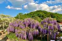 160-year-old Wisteria Waterfall * Only limited to 30 days a year around Tokyo.