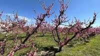 Stroll through Aitona, the flower town of Lleida province in Spain.