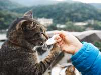 「猴硐貓村」偶遇喵星人