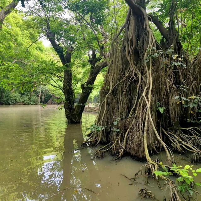 🛶When The Forest Gets Flooded Water 🛶