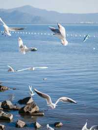答應我，冬天一定要到深圳灣看海鷗!