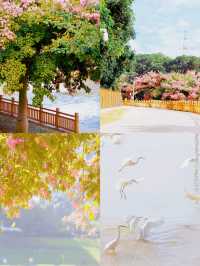 深圳 觀瀾濕地公園｜這裡的冬天是粉色的，宮崎駿的動漫世界