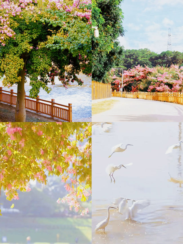 深圳 觀瀾濕地公園｜這裡的冬天是粉色的，宮崎駿的動漫世界