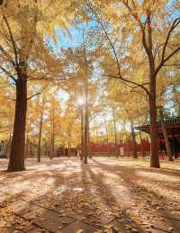 廣東中山公園｜此生難以忘懷的唯美風景