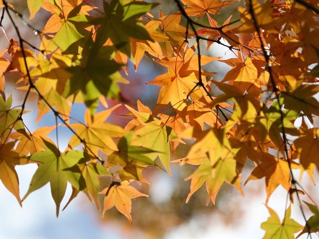 🇯🇵秋遊箱根強羅公園
