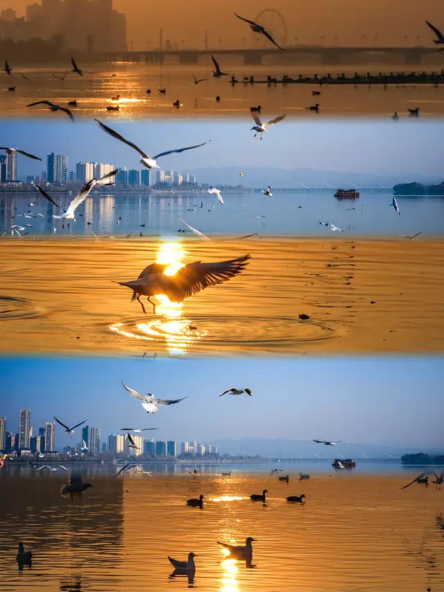 Depart from Xi'an to see seagulls in 2 hours! Full guide!