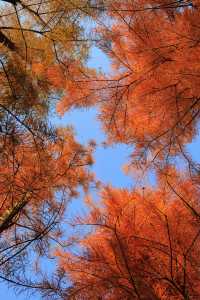 發pyq被問爆了，南昌的水杉紅了超美！