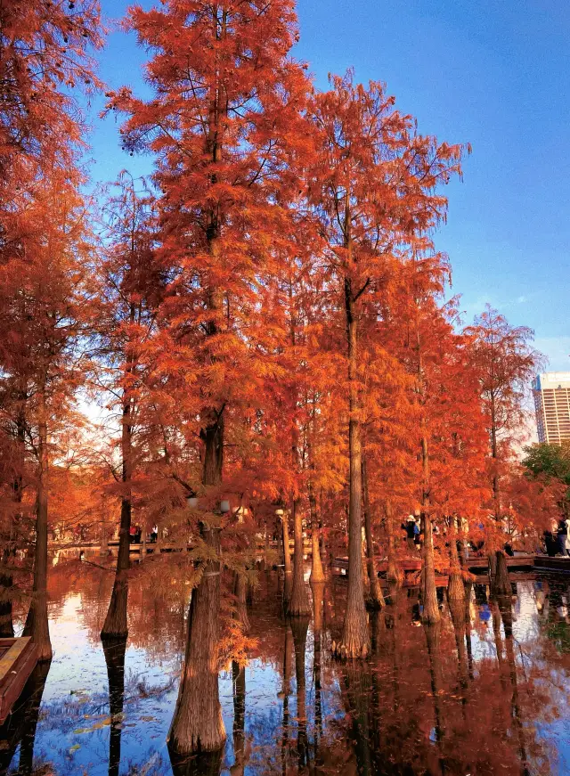 Good weather check-in | The metasequoia in Qiandeng Lake Park is as beautiful as a painting