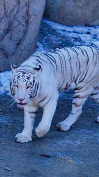 北京動物園