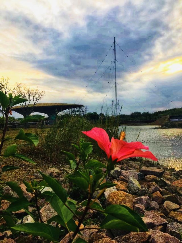 下一站福田|城市生態公園|福田紅樹林生態公園 下一站福田|城市生態公園|福田紅樹林生態公園