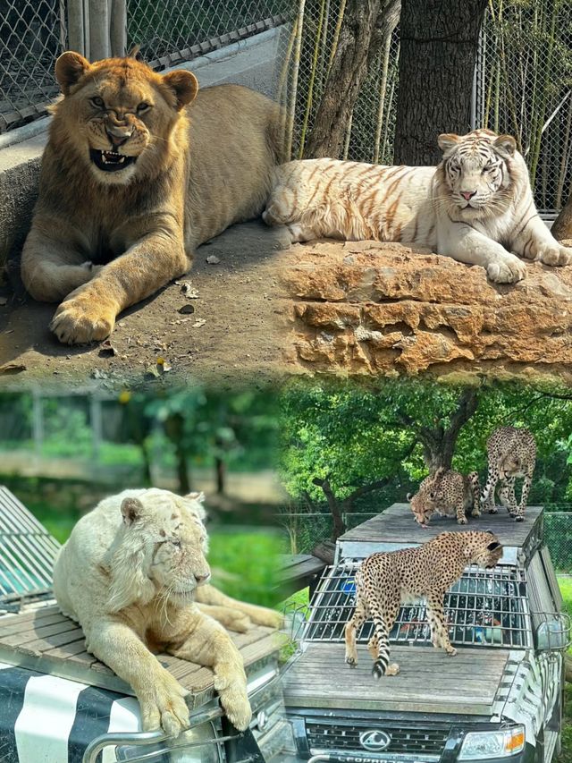 上海野生動物園｜跌進可愛的世界裡