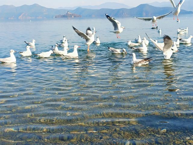 冬日泸沽湖環遊打卡點！！