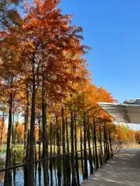 南昌｜魚尾洲公園的紅杉林也太美了吧