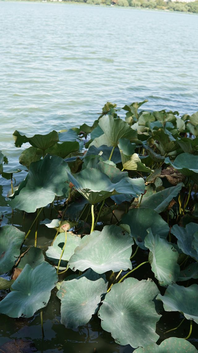 在南京最適合週末出遊的地方——玄武湖