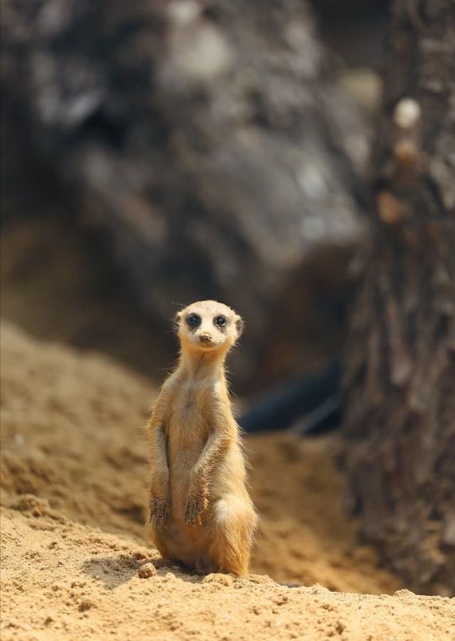 武漢動物園去了哇塞⊙ω⊙