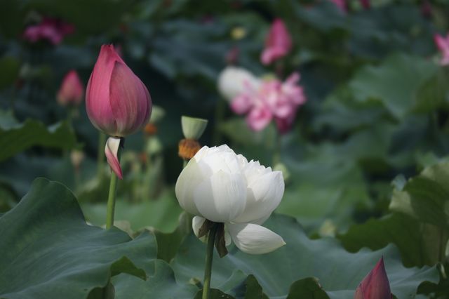 黃興公園荷花 黃興公園荷花