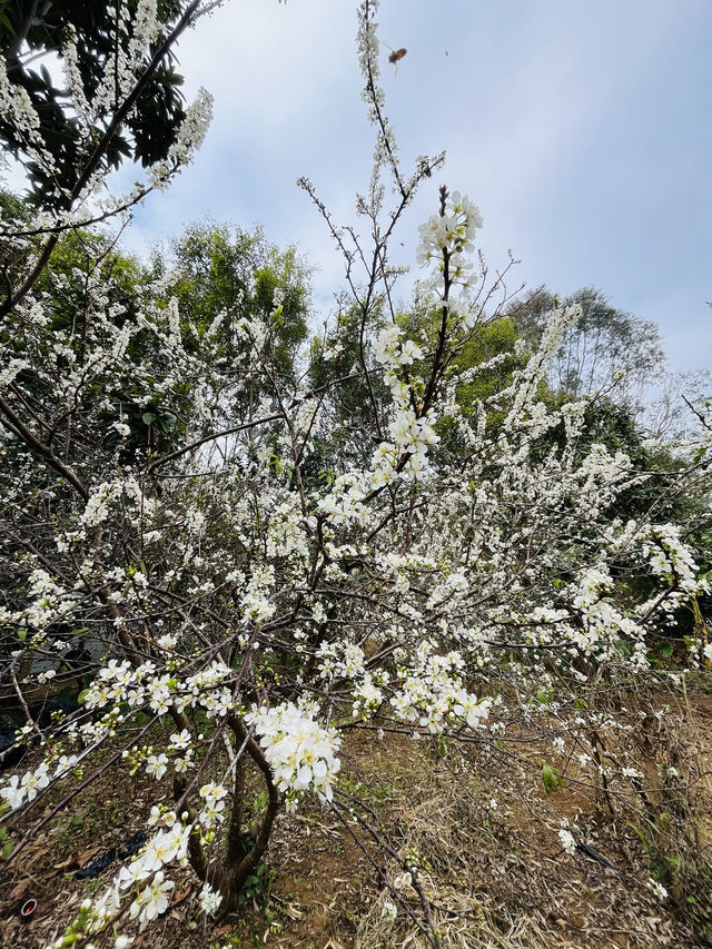 桂峰山下李花開……