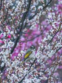 這個二月，你一定要來南京梅花山看一次梅花!