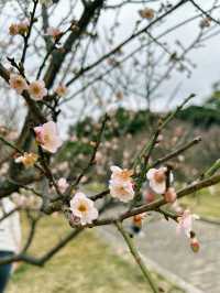 深圳梅園梅花滿山的梅花太美了