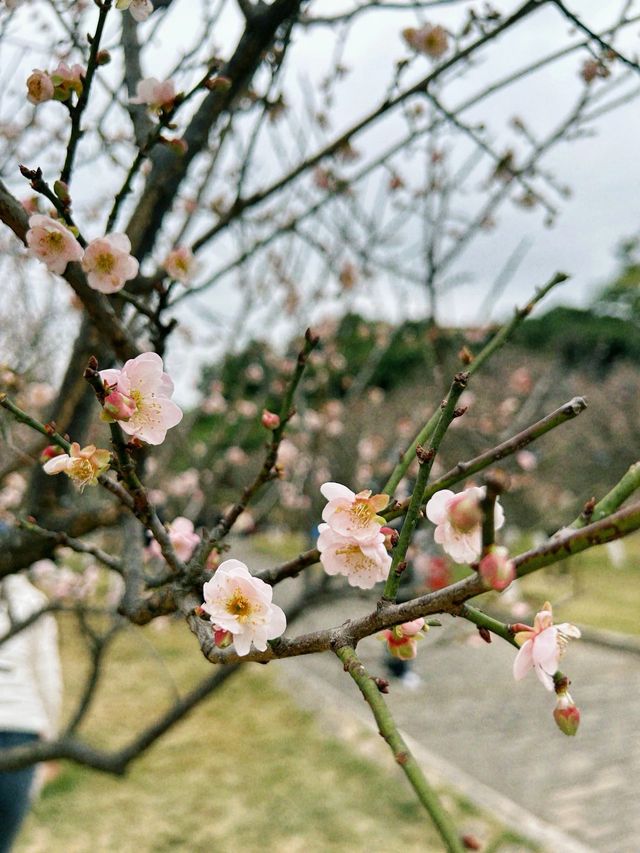 深圳梅園梅花滿山的梅花太美了
