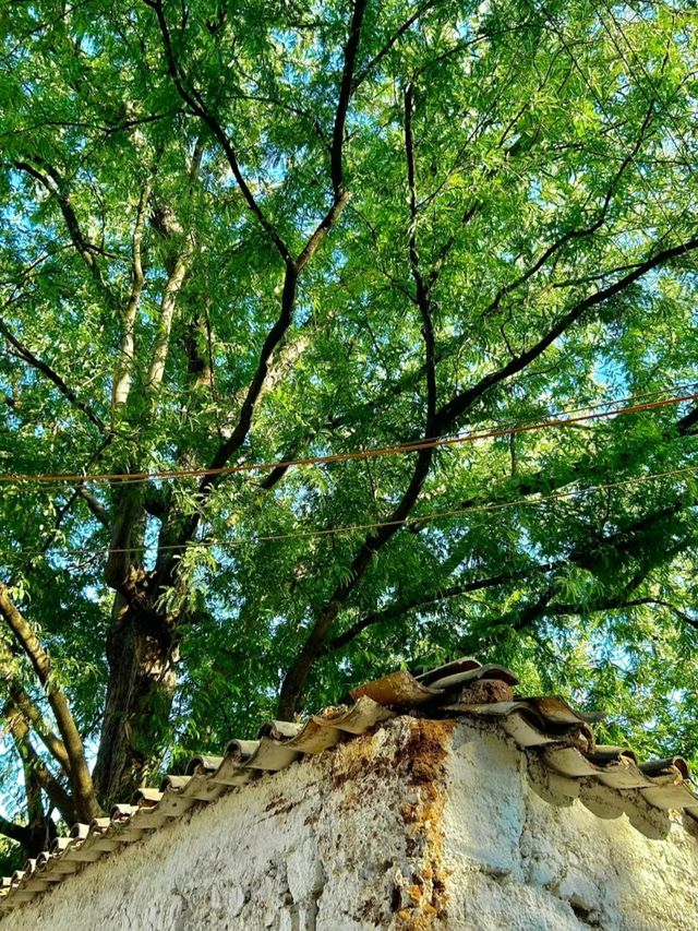 雲南元謀|雷丁村，千年古樹，悠緩時光日子緩緩，生活散散
