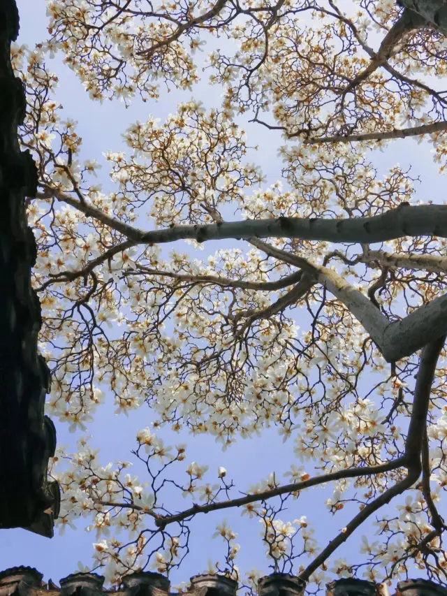 私が待ち望んでいるのは雪ではなく、三月の苏州での花火です