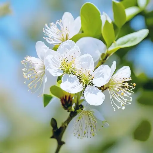 春の花、春の月、毎年の客、春を愛でると同時に春の別れを恐れる