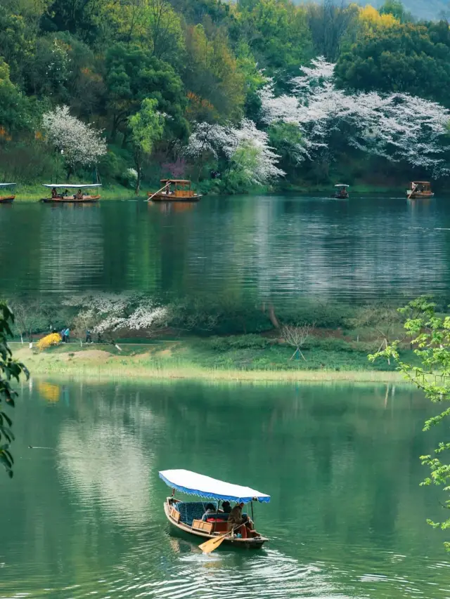 Can't wait for the spring in Hangzhou—A hidden gem for cherry blossom appreciation