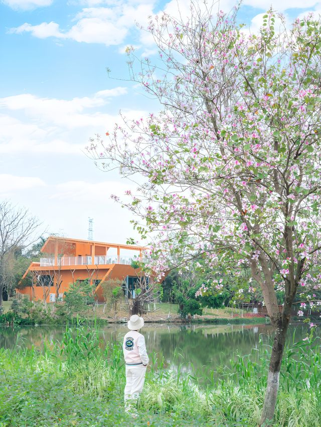 忘記海珠湖的格桑花吧，這裡更美