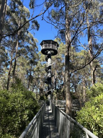 My First Treetop Walk at Otway