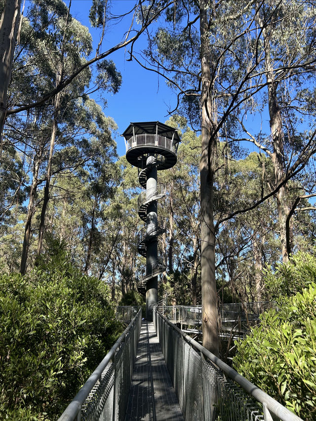 第一次樹頂漫步—Otway treetop walk