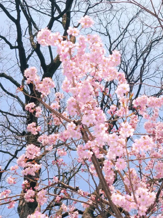 2024年、南京の鶏鳴寺で桜が満開になり、花と共に踊る攻略が大公開されました！