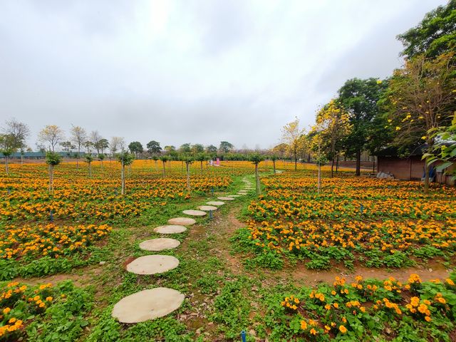 3月到天适櫻花悠樂園看花