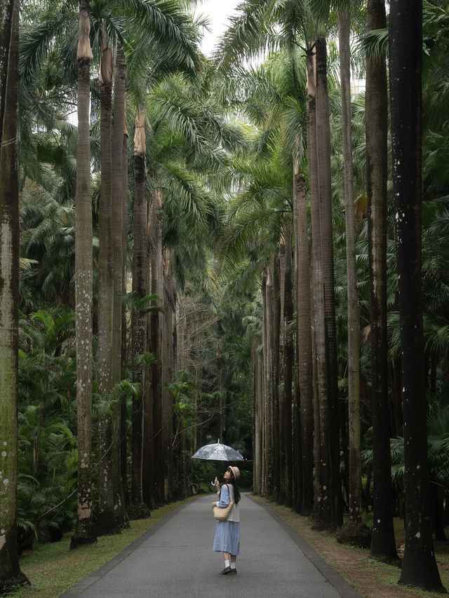 不是西雙版納！是廣州！下雨天的植物園好絕