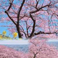 2024賞櫻必看的櫻花前線！日本各地開花預測大公開！