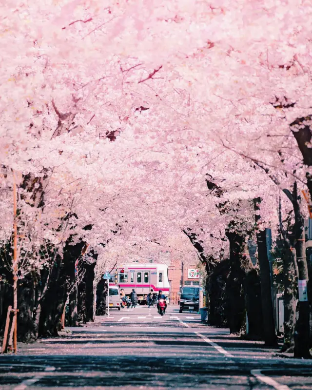 Japan's Advanced Cherry Blossom Viewing Map