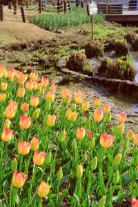 方松體育公園·鬱金香花海