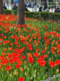 大寧公園｜50萬株鬱金香花海｜賞花地圖&攻略