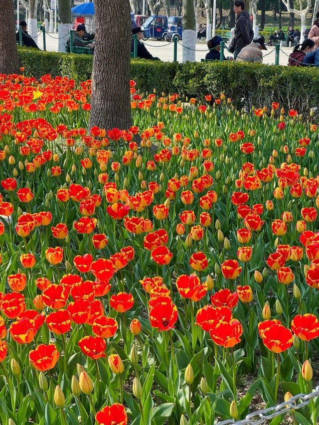 大寧公園｜50萬株鬱金香花海｜賞花地圖&攻略